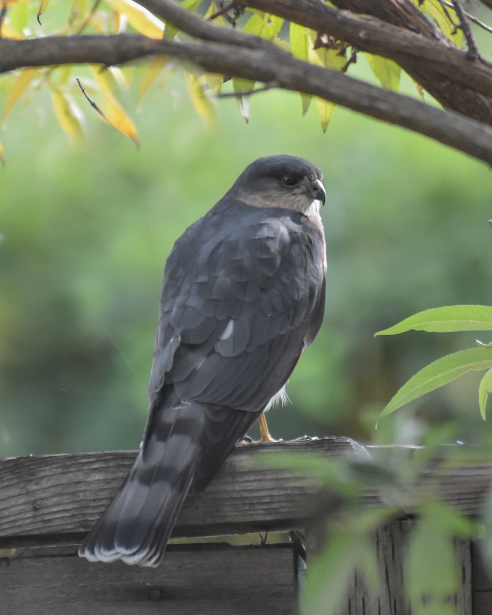 Sharp-shinned Hawk - ML610681928