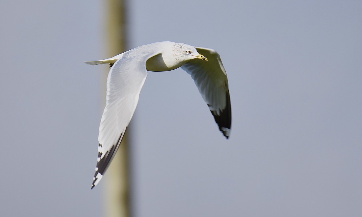 Ring-billed Gull - ML610681932