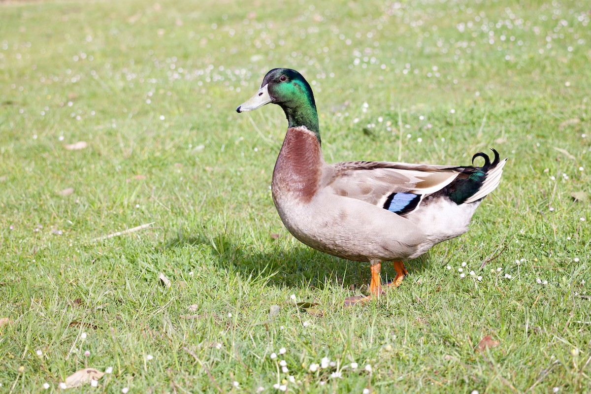 Canard colvert (forme domestique) - ML610681953