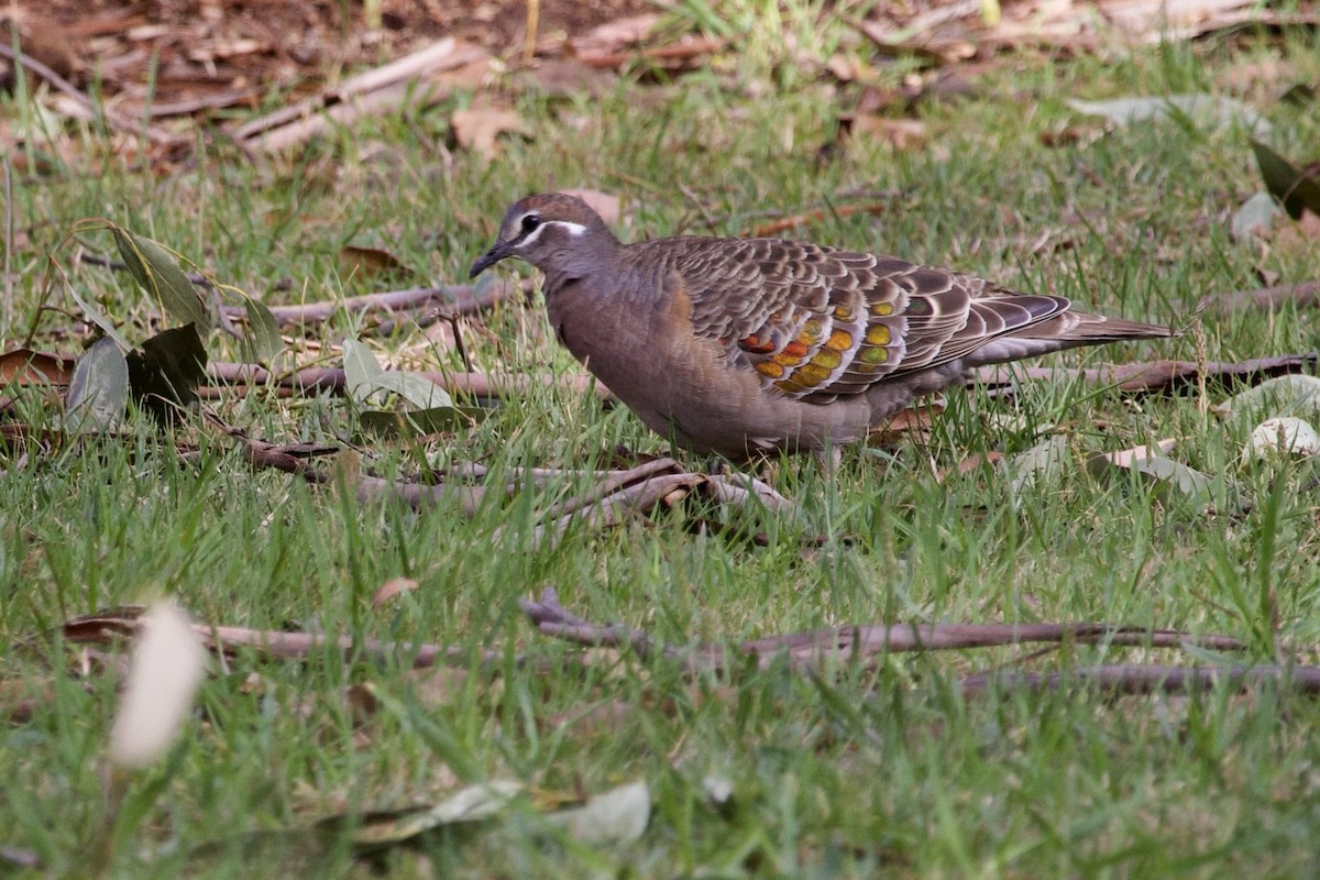 Common Bronzewing - ML610681975