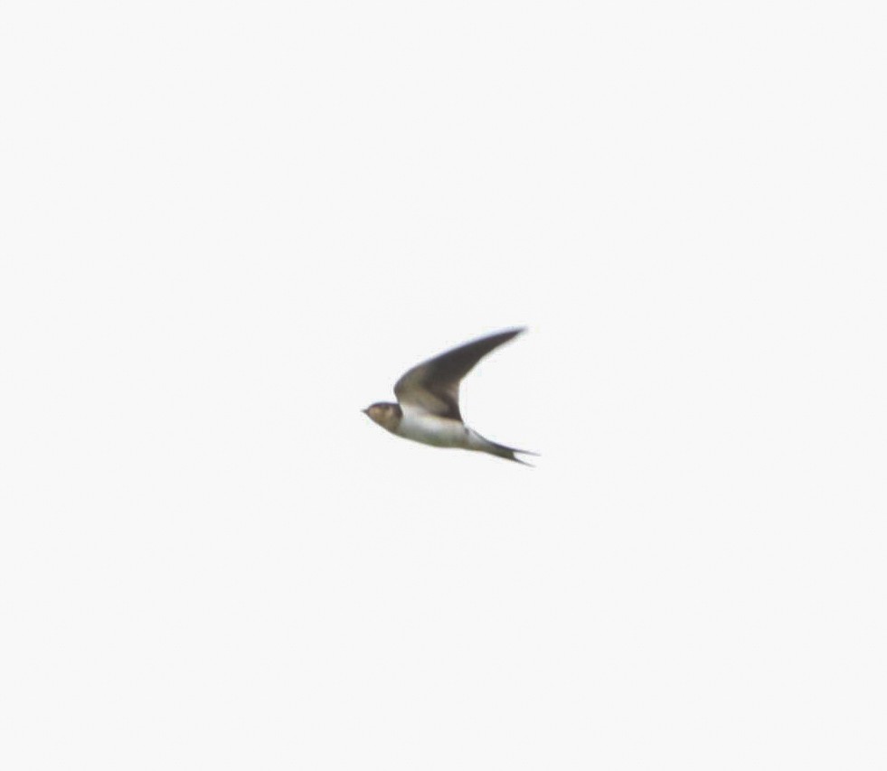Barn Swallow - ML610681988