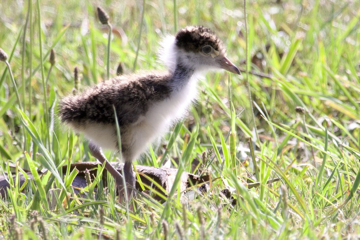 Masked Lapwing - ML610681996