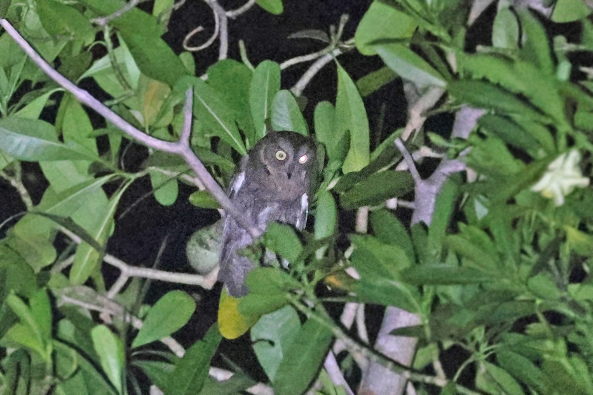 výreček proměnlivý (ssp. madagascariensis) - ML610682011