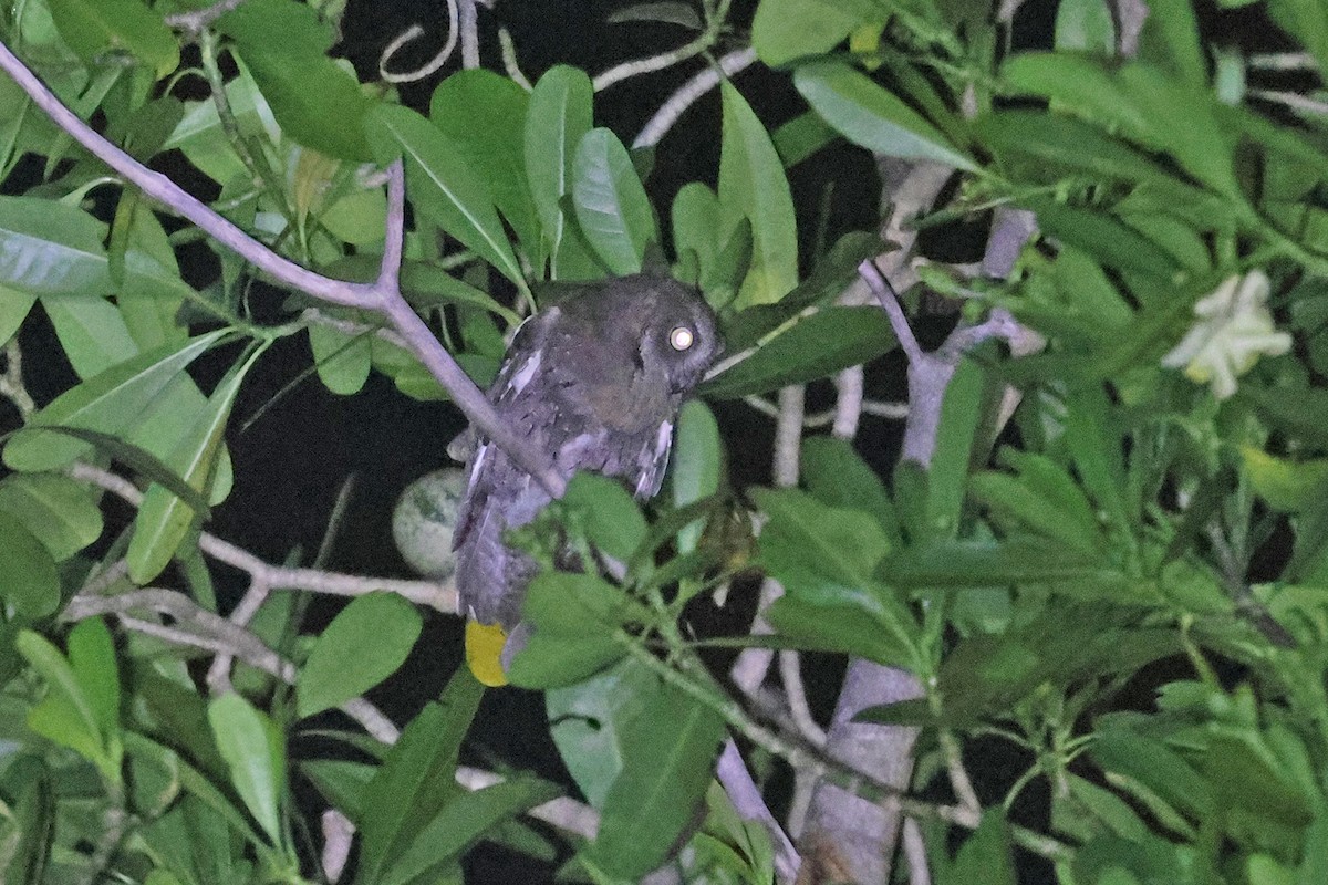 výreček proměnlivý (ssp. madagascariensis) - ML610682012