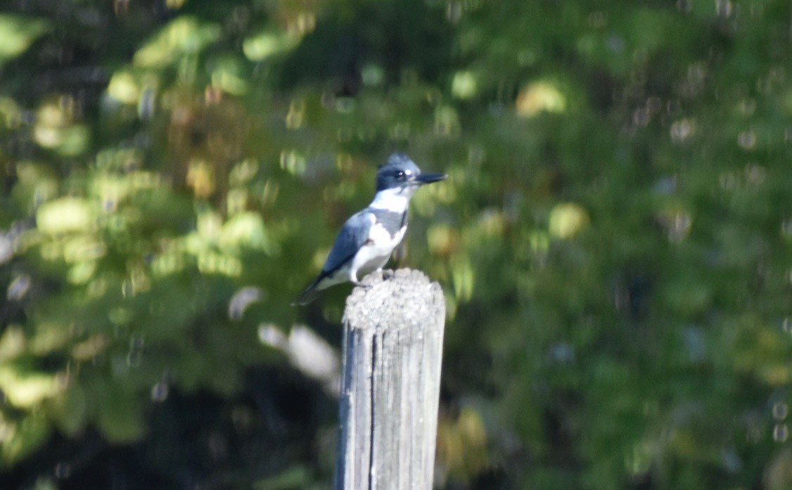 Belted Kingfisher - ML610682095