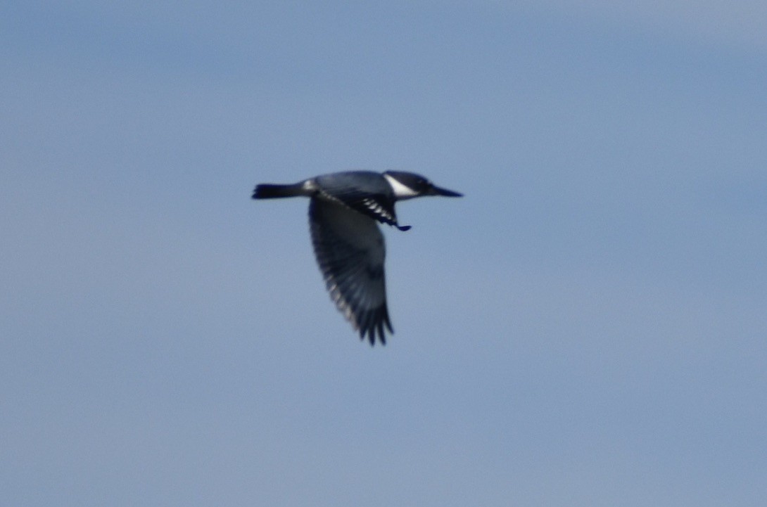 Belted Kingfisher - ML610682097