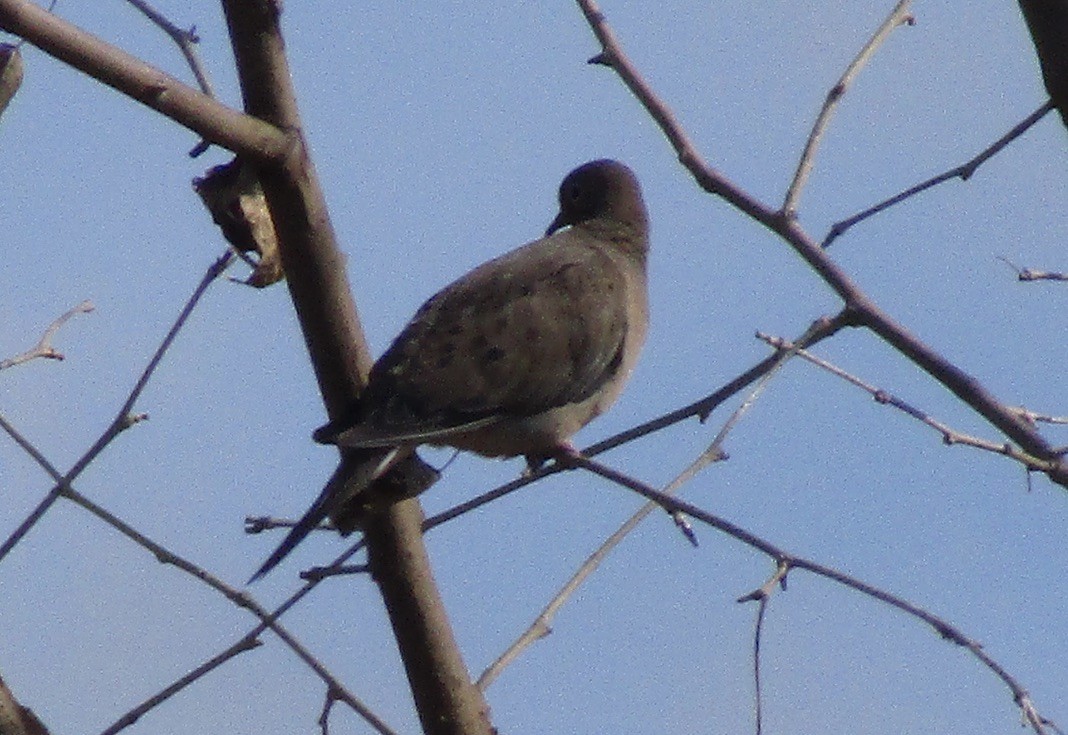 Mourning Dove - ML610682113