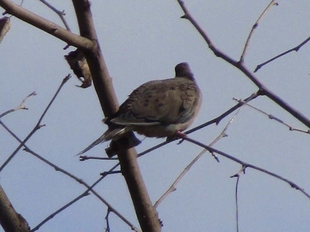 Mourning Dove - ML610682114