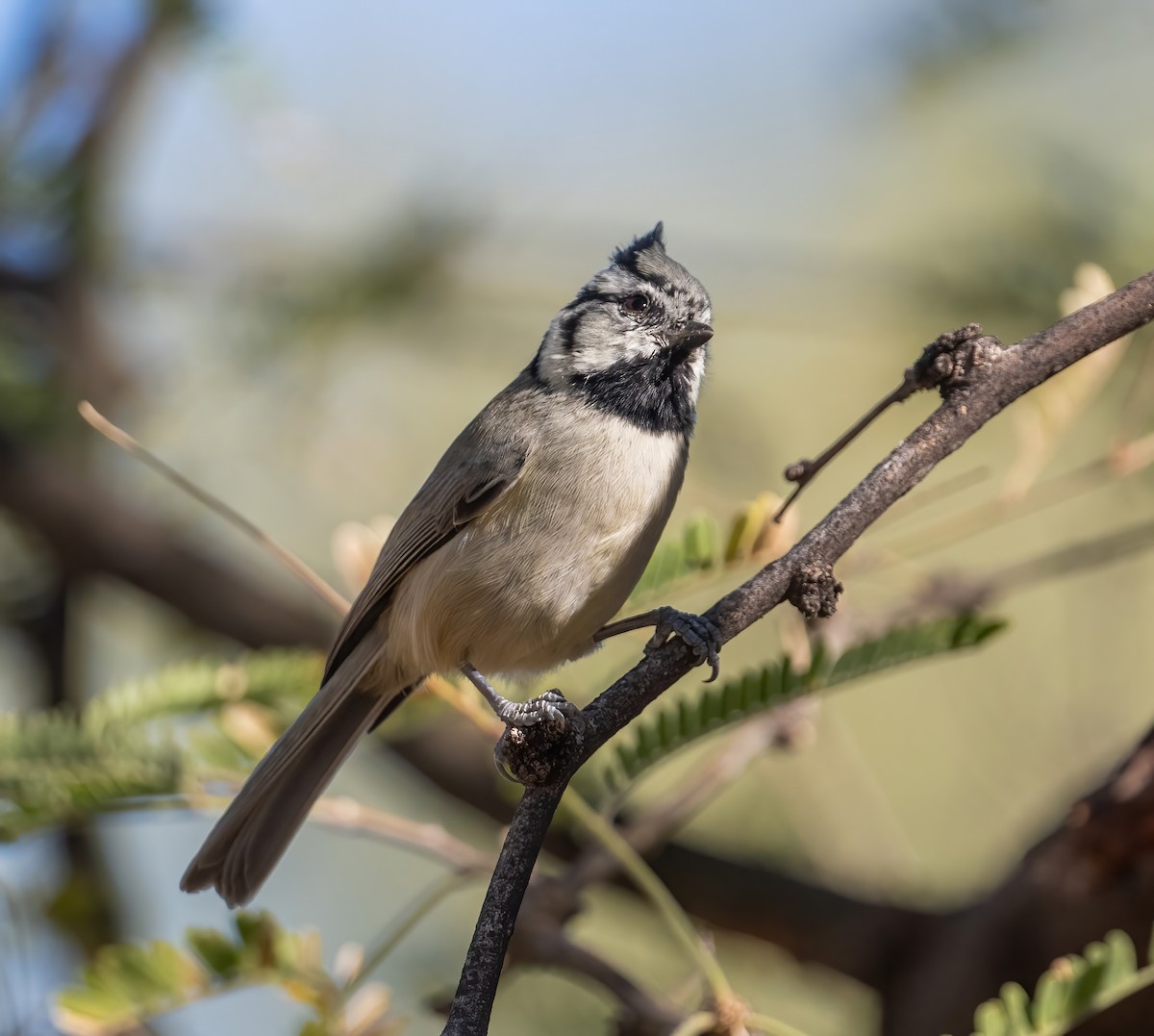 Bridled Titmouse - ML610682163