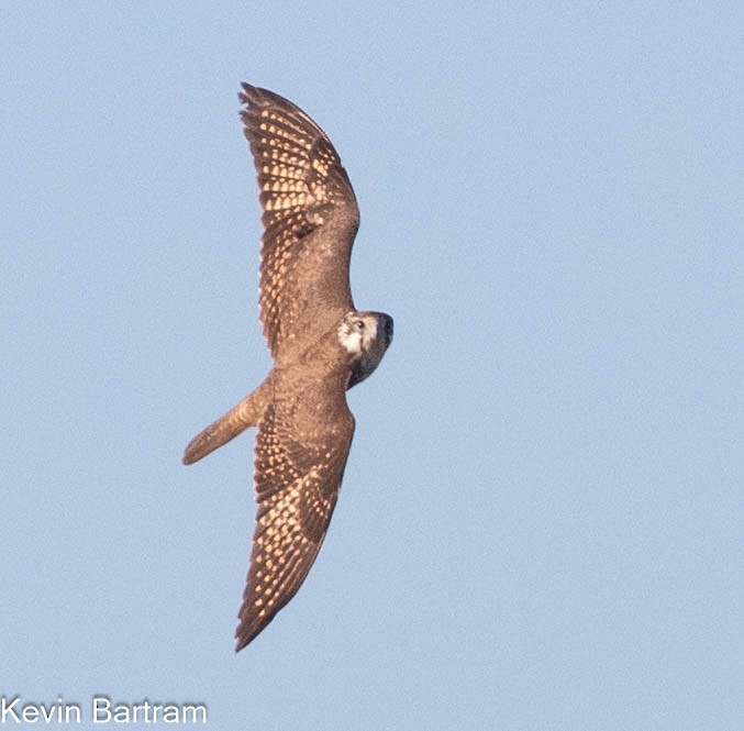 Brown Falcon - ML610682266