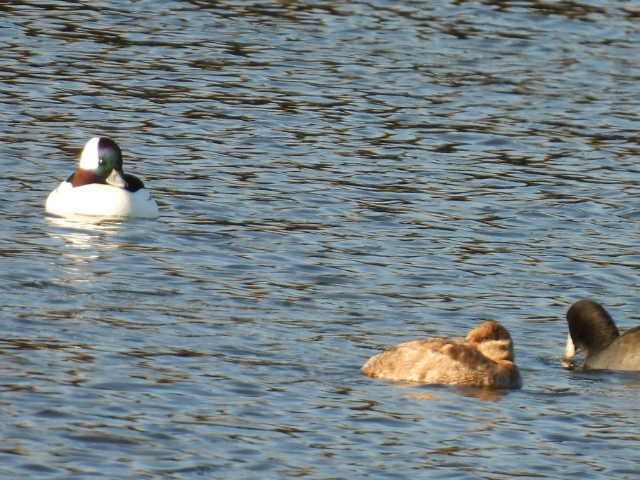 Bufflehead - Kelly Wright