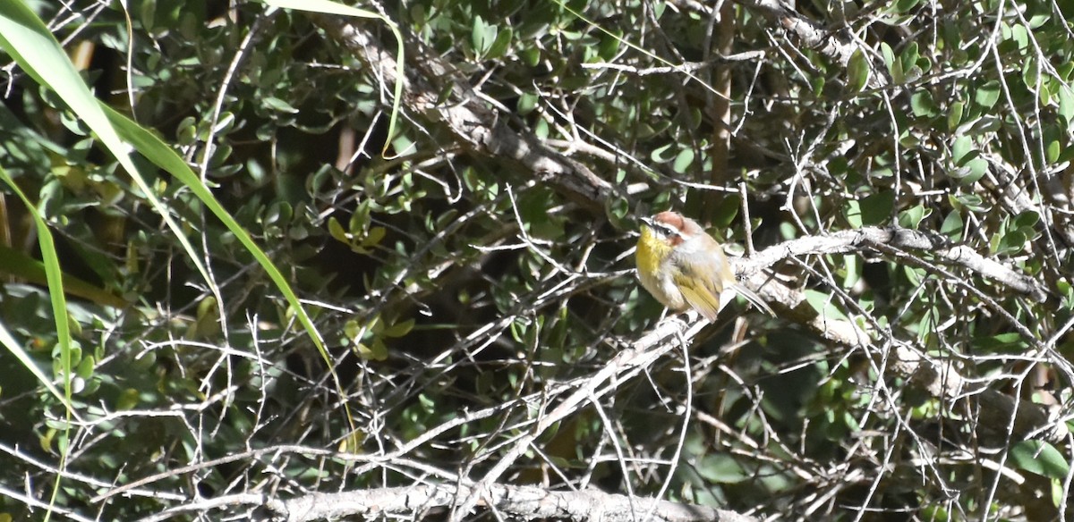Rufous-capped Warbler - ML610682309