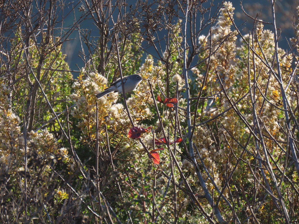Blue-gray Gnatcatcher - ML610682373