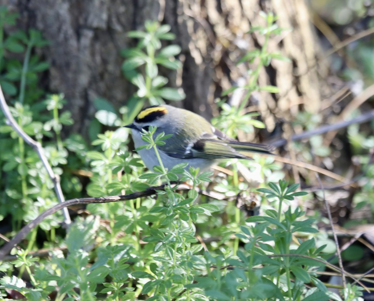 Golden-crowned Kinglet - ML610682382