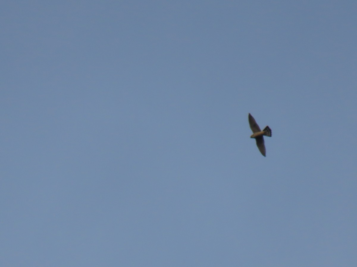 Эгэл шонхор - ML610682409