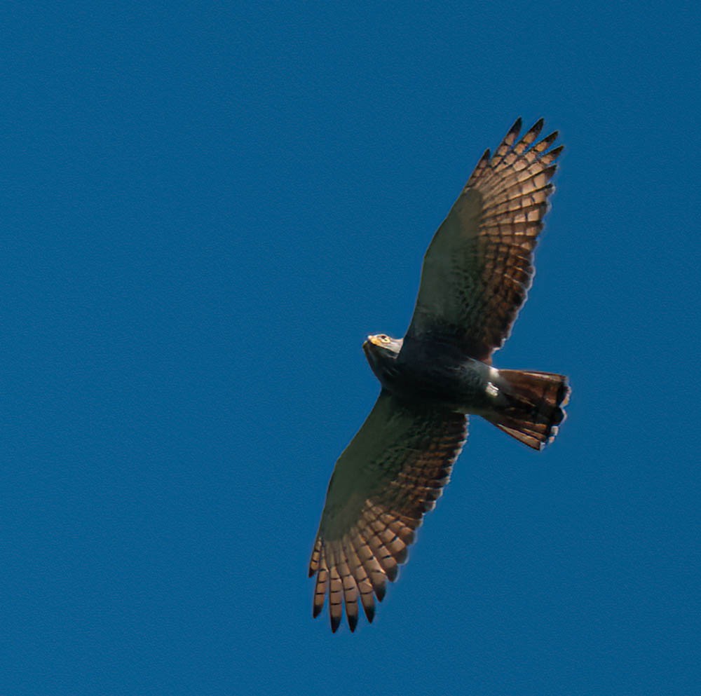 Rufous-winged Buzzard - ML610682430