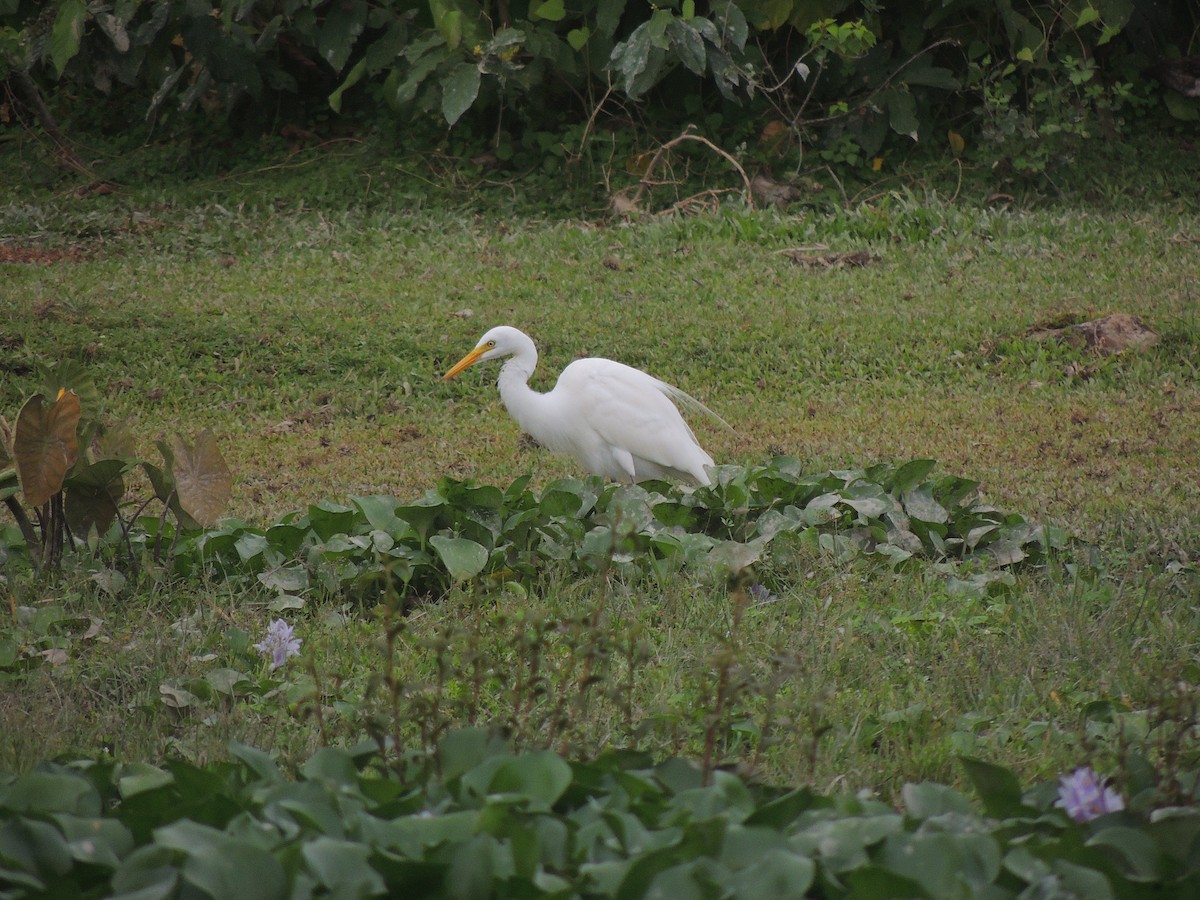 Medium Egret - Ton Yeh