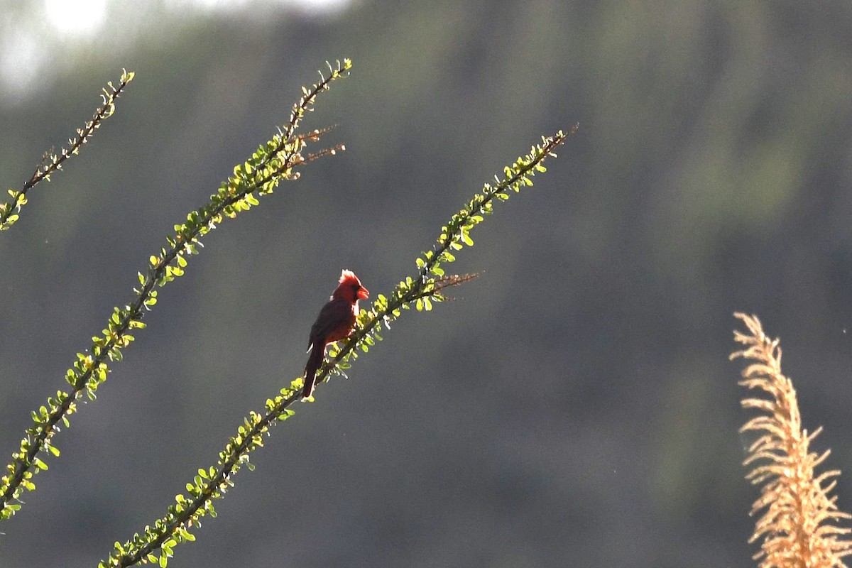 Northern Cardinal - ML610682504