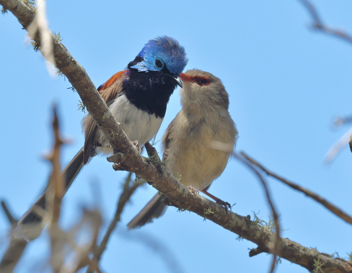 Variegated Fairywren - Gary Charlton