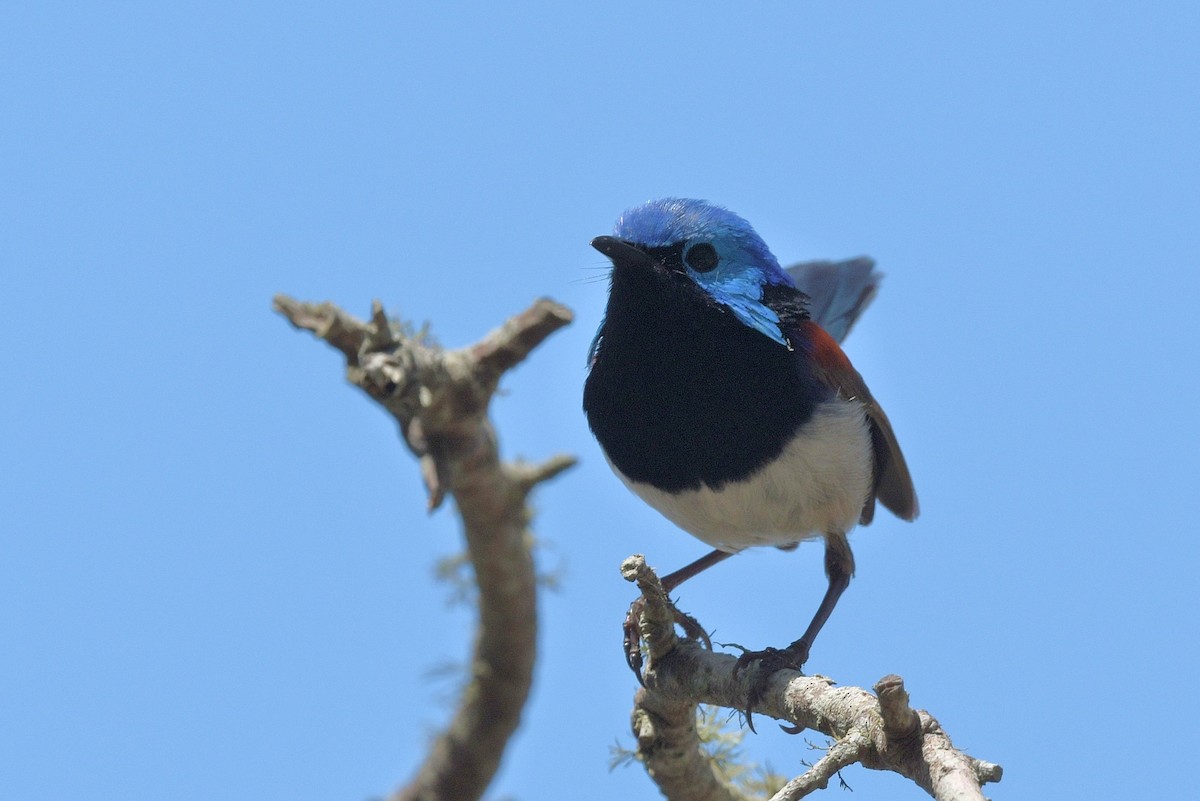 Variegated Fairywren - ML610682580