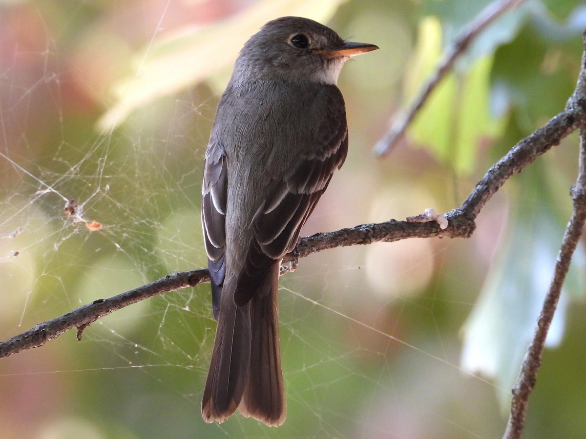 Eastern Wood-Pewee - ML610682584