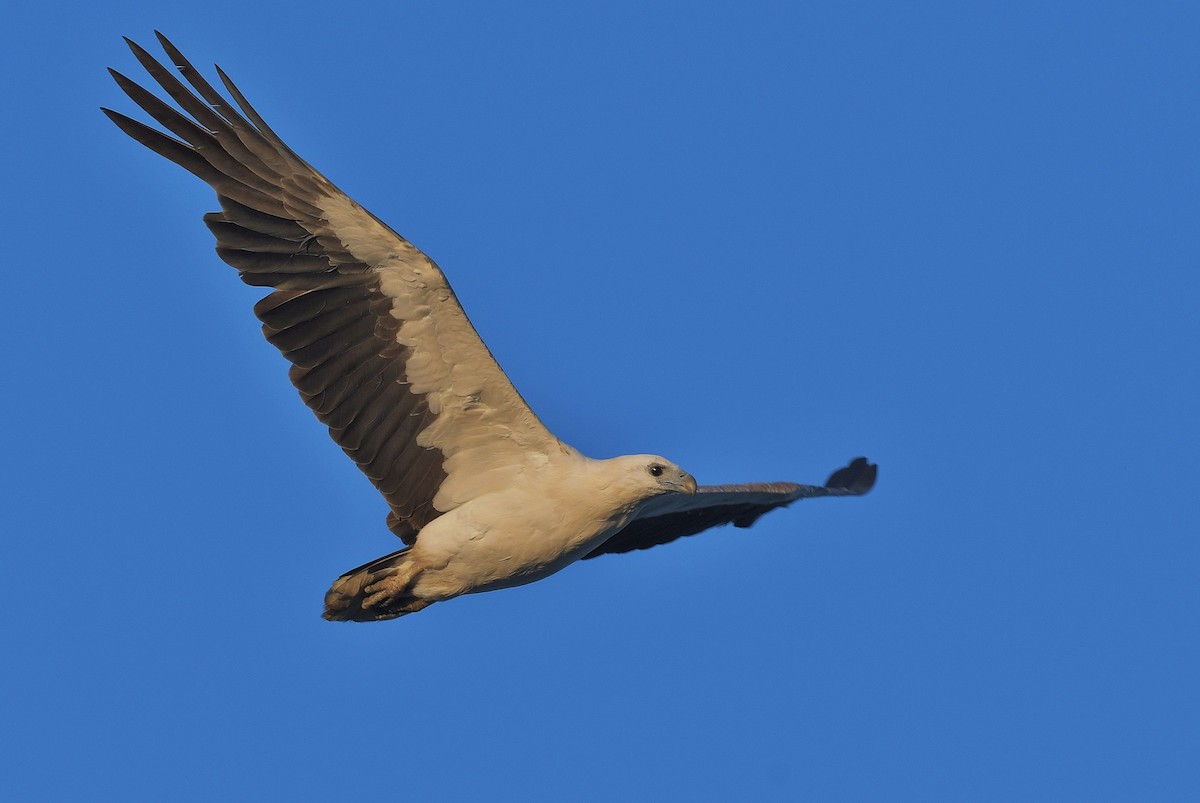 White-bellied Sea-Eagle - ML610682593