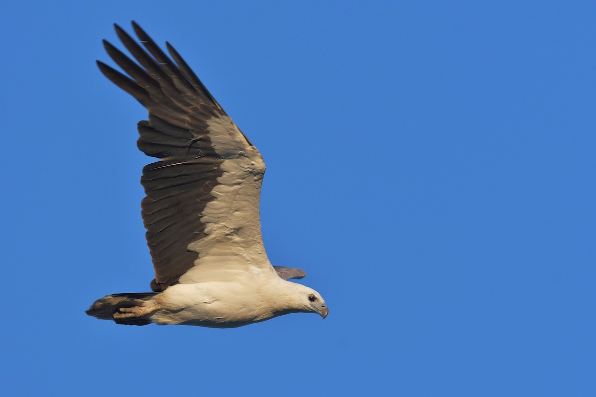 White-bellied Sea-Eagle - ML610682596