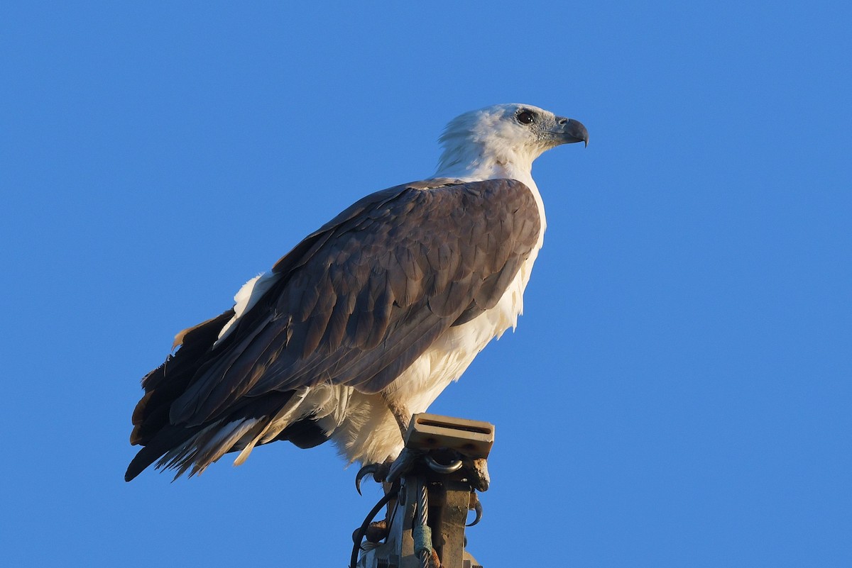 White-bellied Sea-Eagle - ML610682599