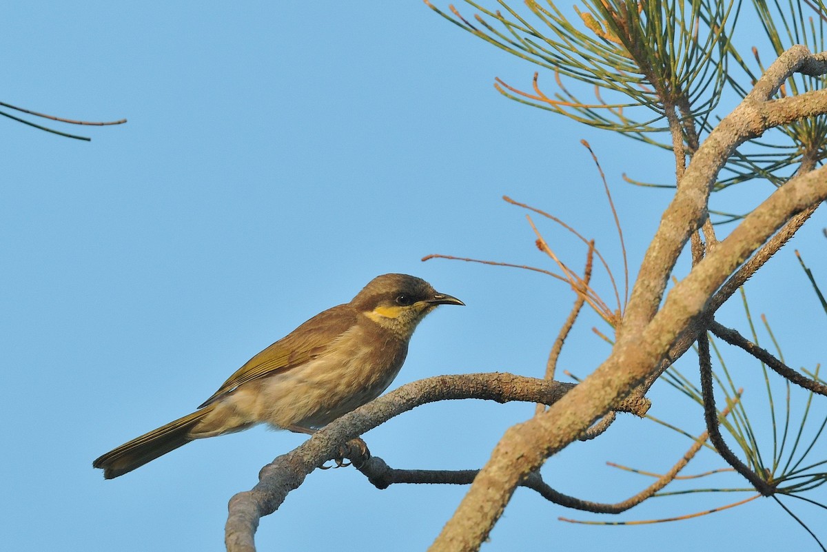 mangrovehonningeter - ML610682602