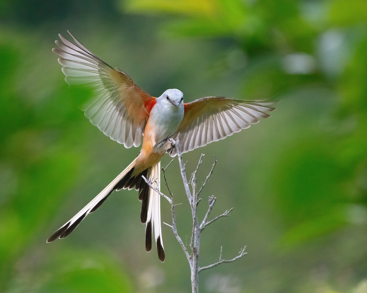 Scissor-tailed Flycatcher - ML610682604