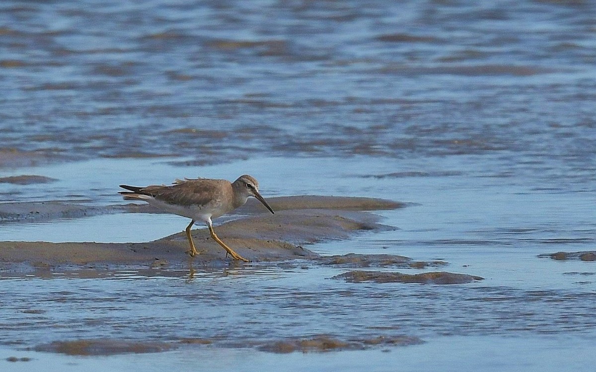 Grauschwanz-Wasserläufer - ML610682613