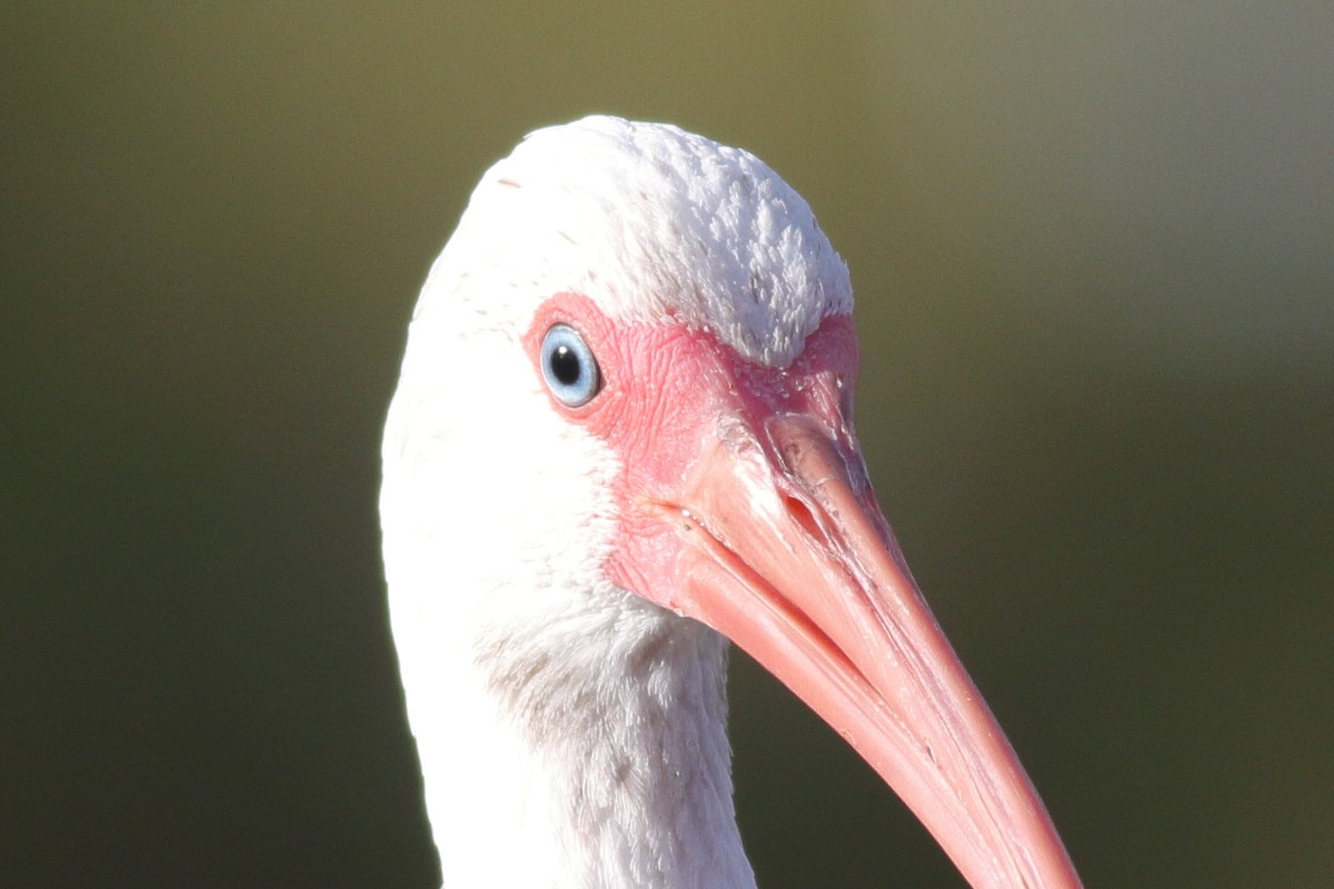 White Ibis - ML610682669