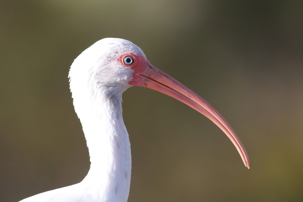 White Ibis - ML610682679