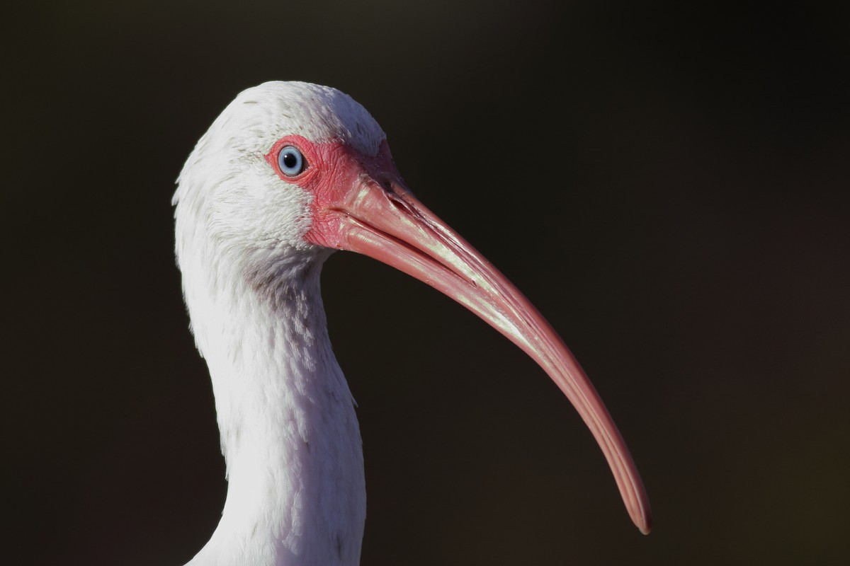 White Ibis - Richard Stanton