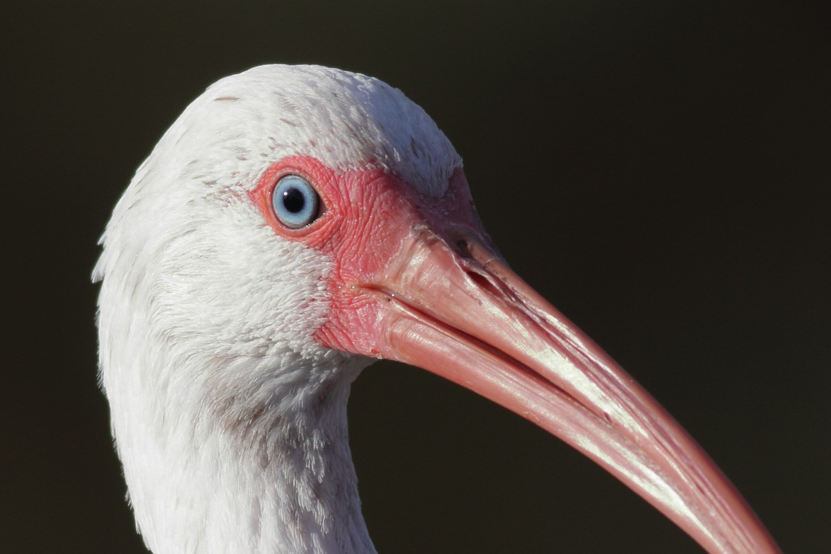 White Ibis - ML610682690