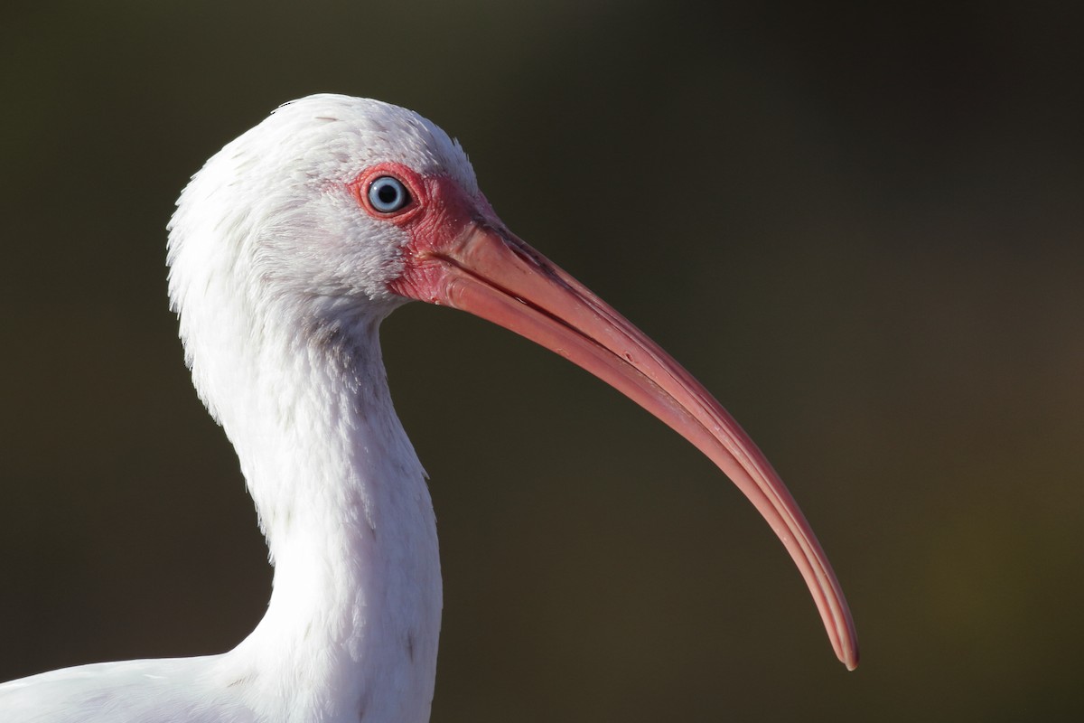 White Ibis - ML610682692