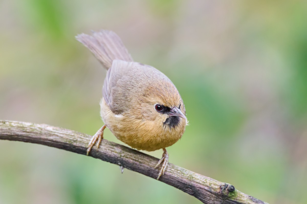 Black-chinned Babbler - Sharif Uddin