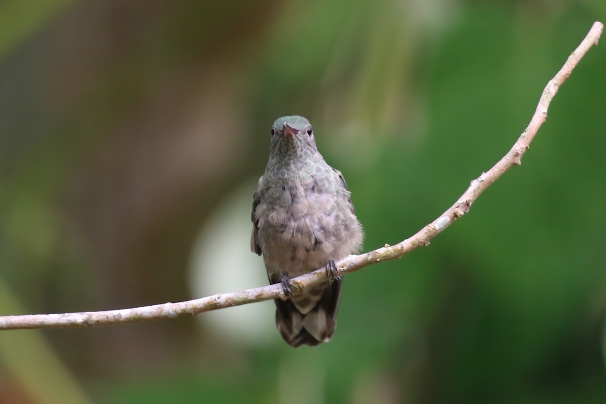 kolibřík skvrnitoprsý [skupina cuvierii] - ML610682805