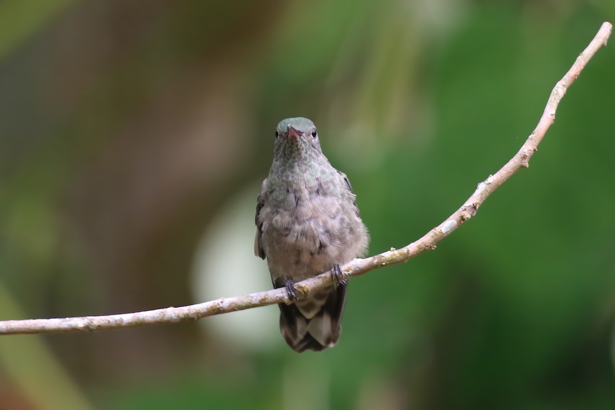 Scaly-breasted Hummingbird (Cuvier's) - Greg Scyphers