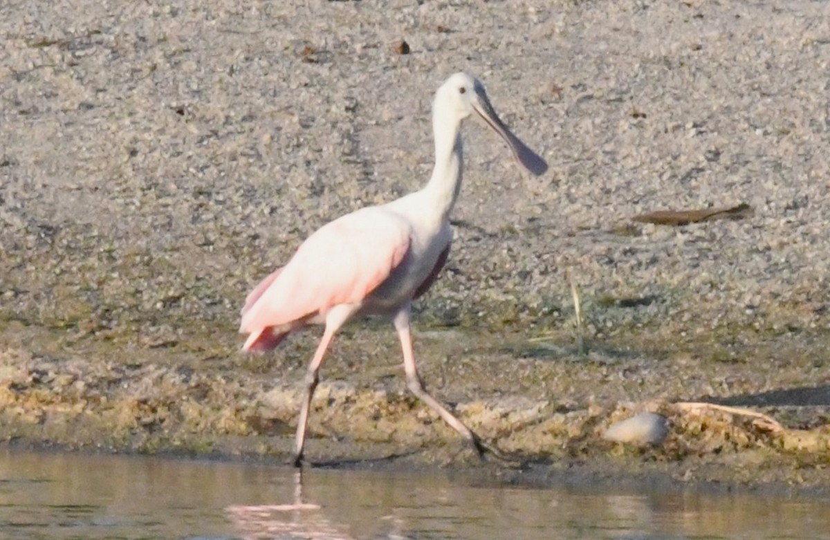 Roseate Spoonbill - ML610682821