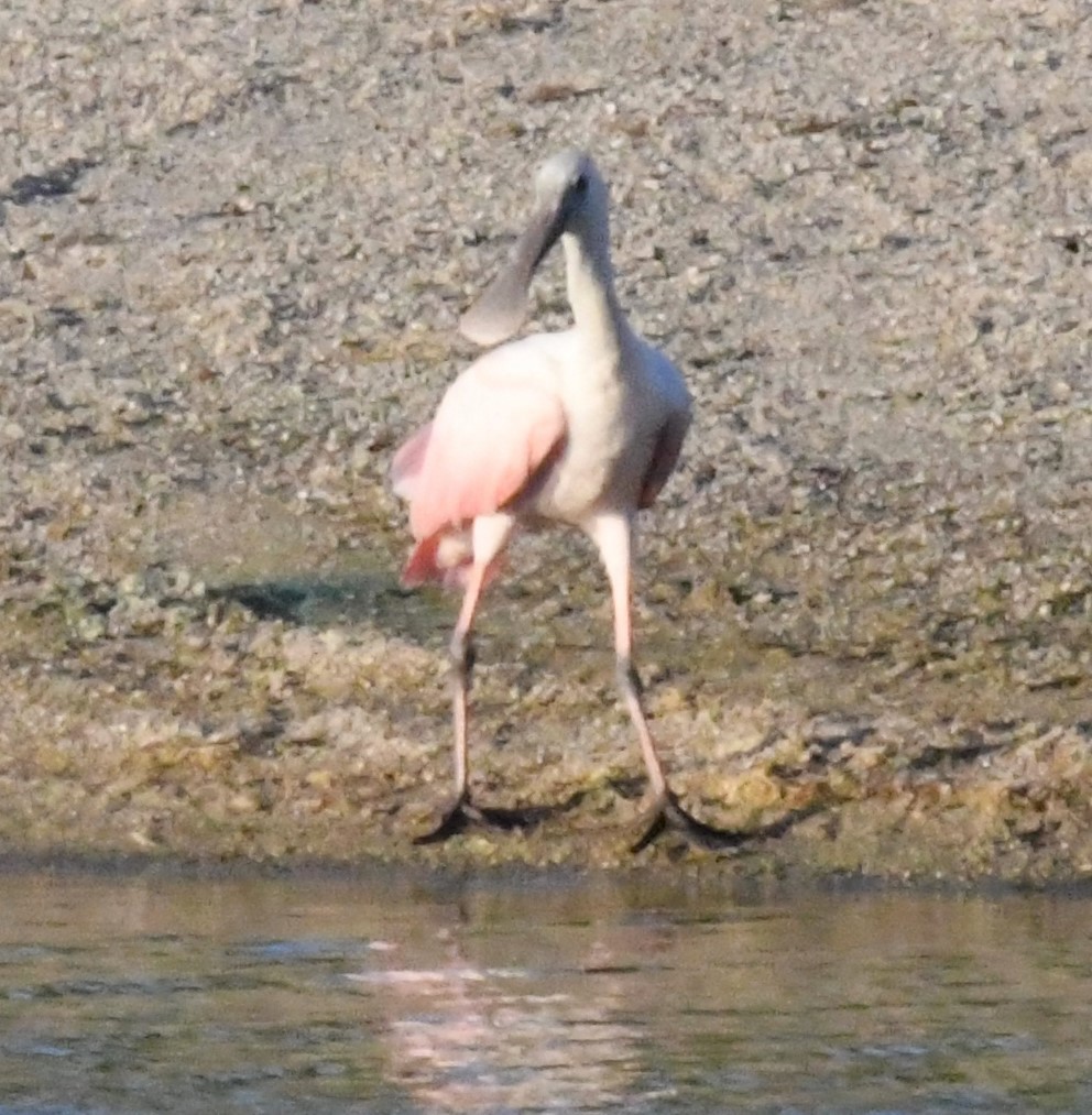 Roseate Spoonbill - ML610682827