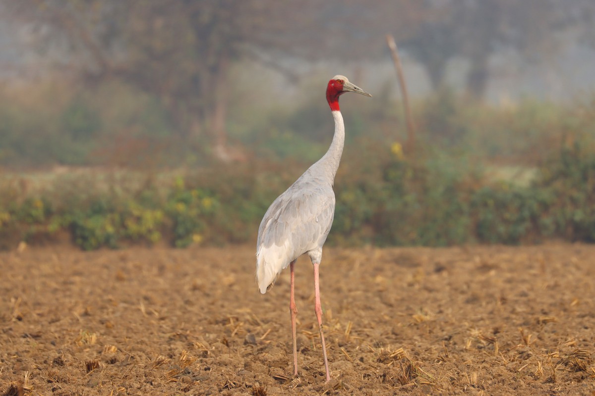 Sarus Crane - ML610682852