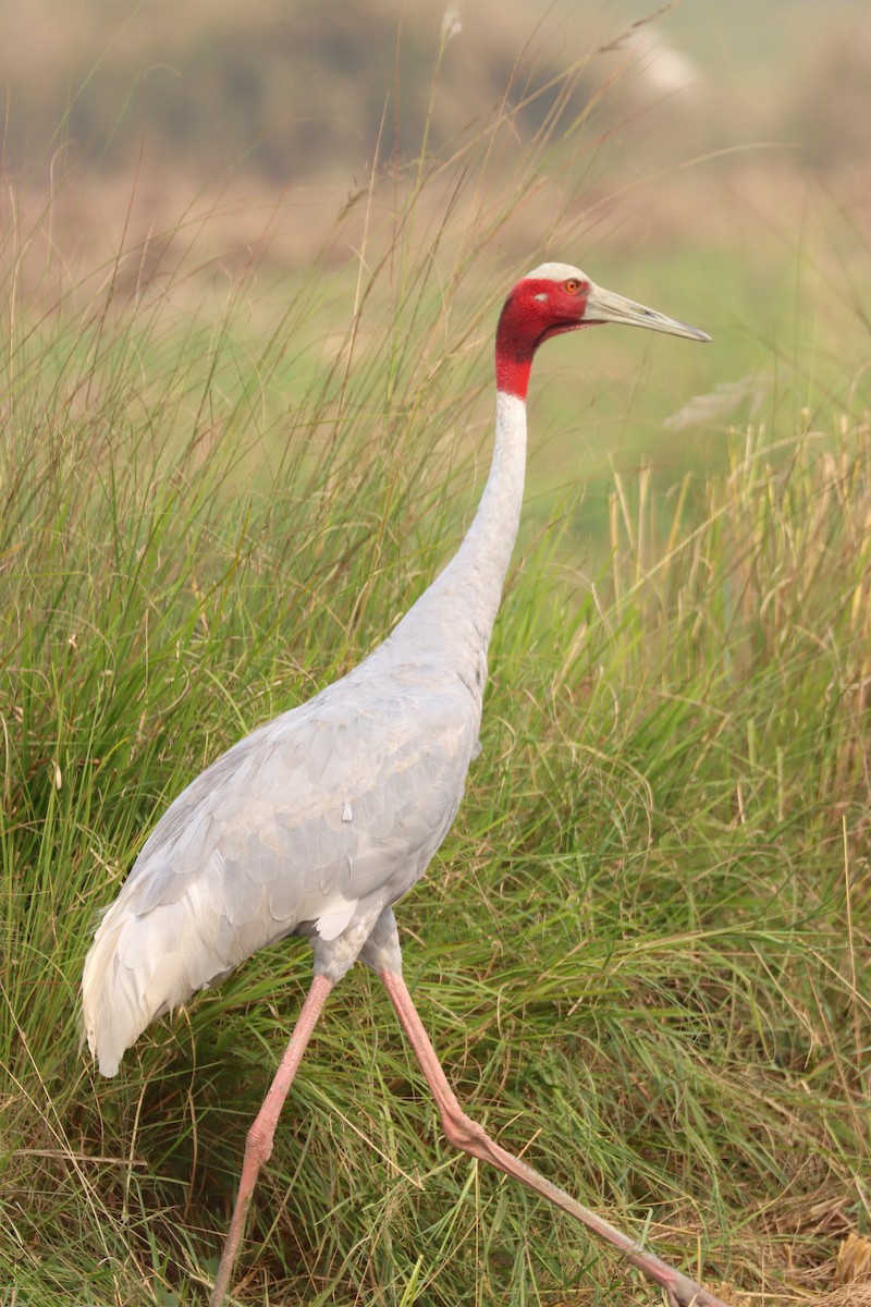 Sarus Crane - ML610682855