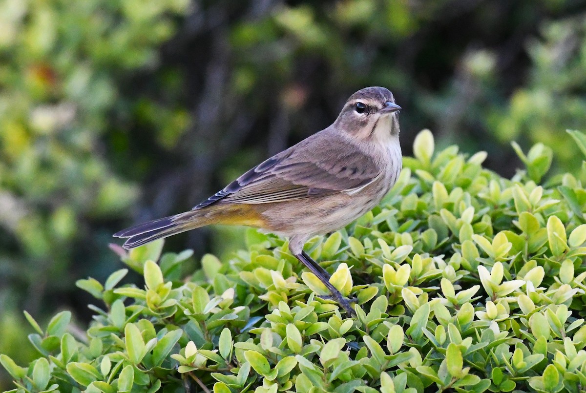Palm Warbler - ML610682864
