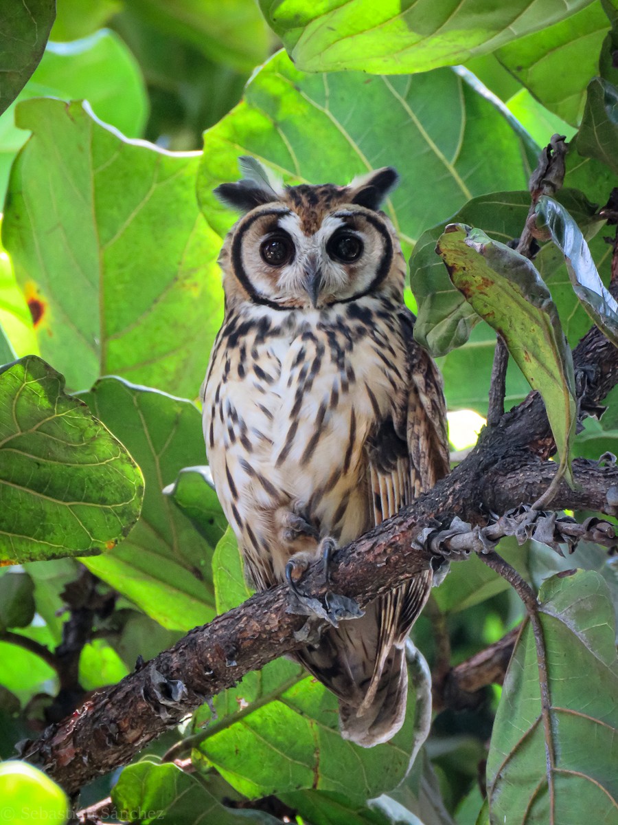 Striped Owl - ML610682885