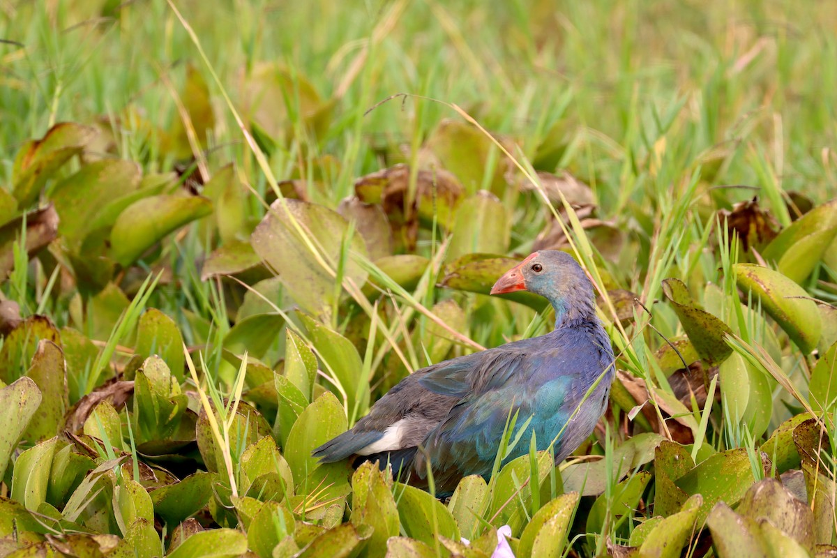 Gray-headed Swamphen - ML610682911