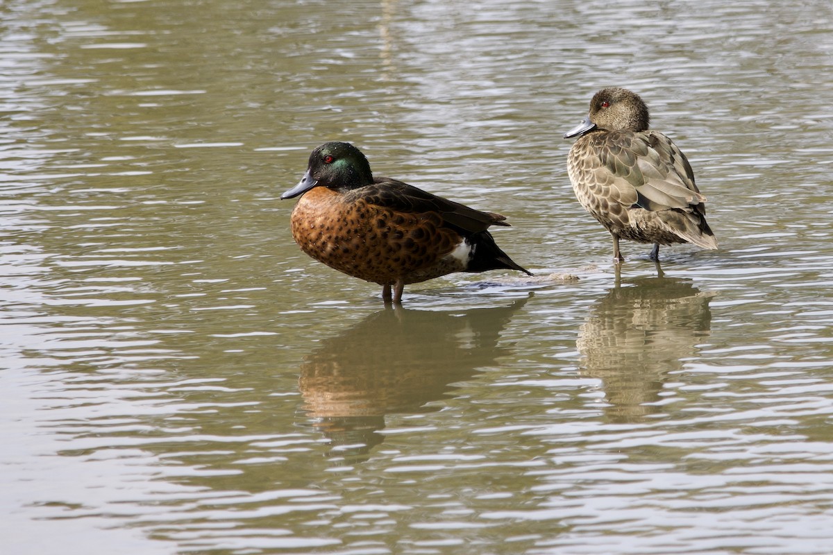 Chestnut Teal - Claire Christensen