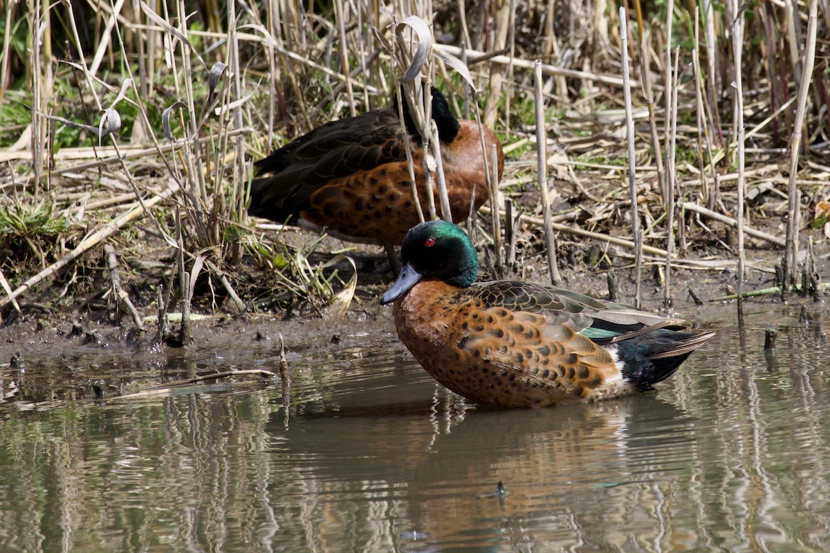 Chestnut Teal - ML610682955