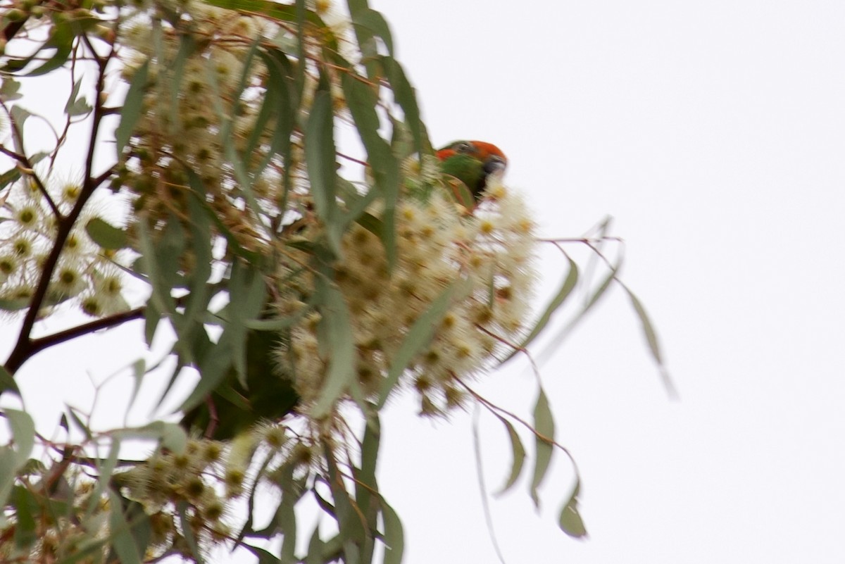 Musk Lorikeet - ML610682960