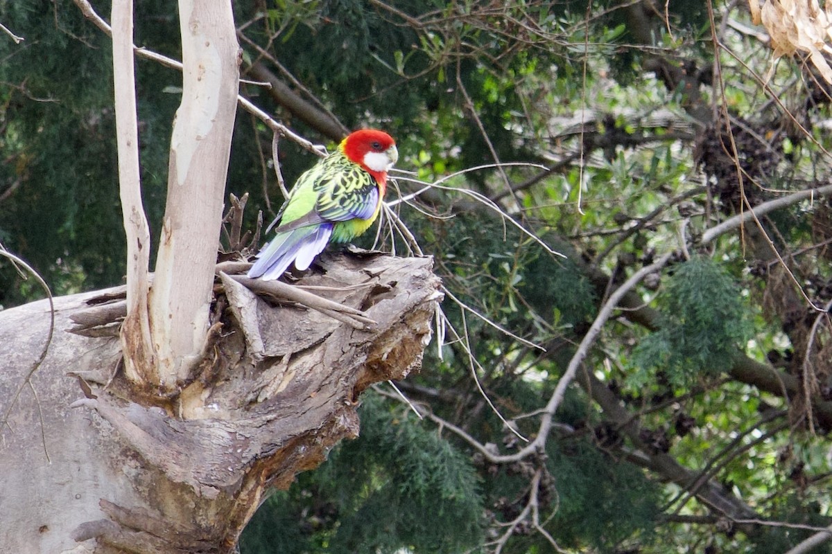 Eastern Rosella - Claire Christensen